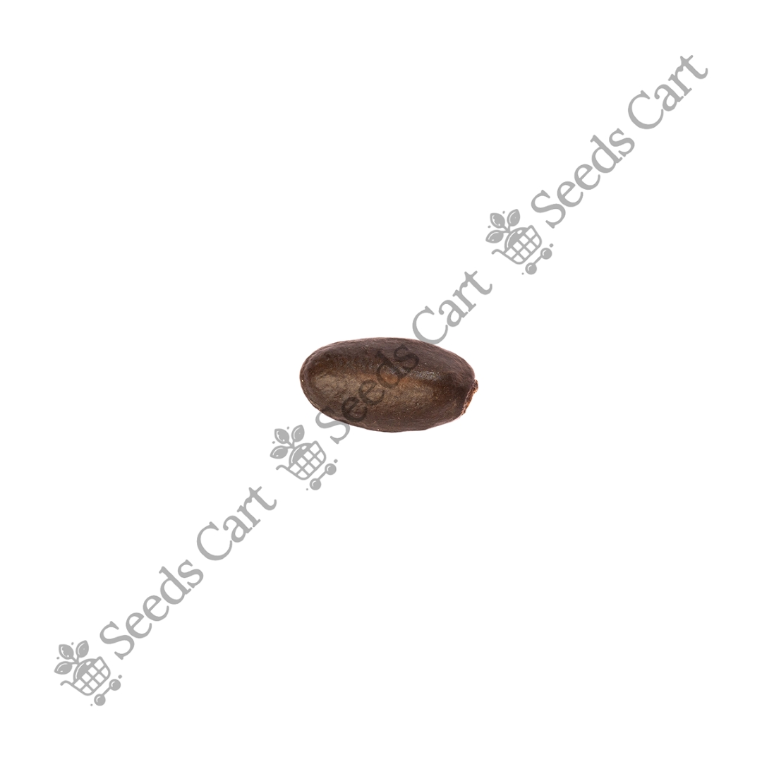 ANNONA_MURICATA_FINAL