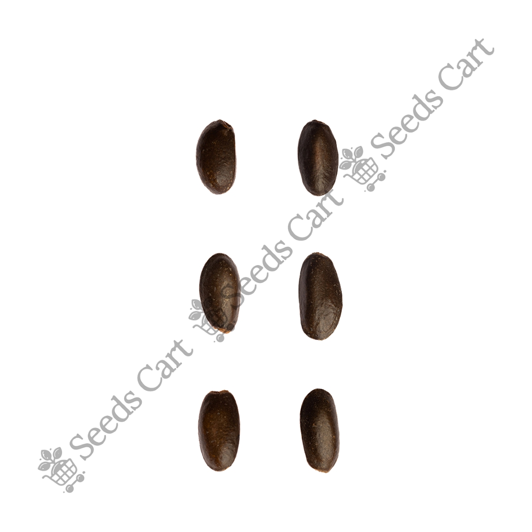 ANNONA_MURICATA_GROUP