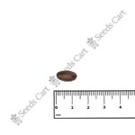 Annona muricata-Tree