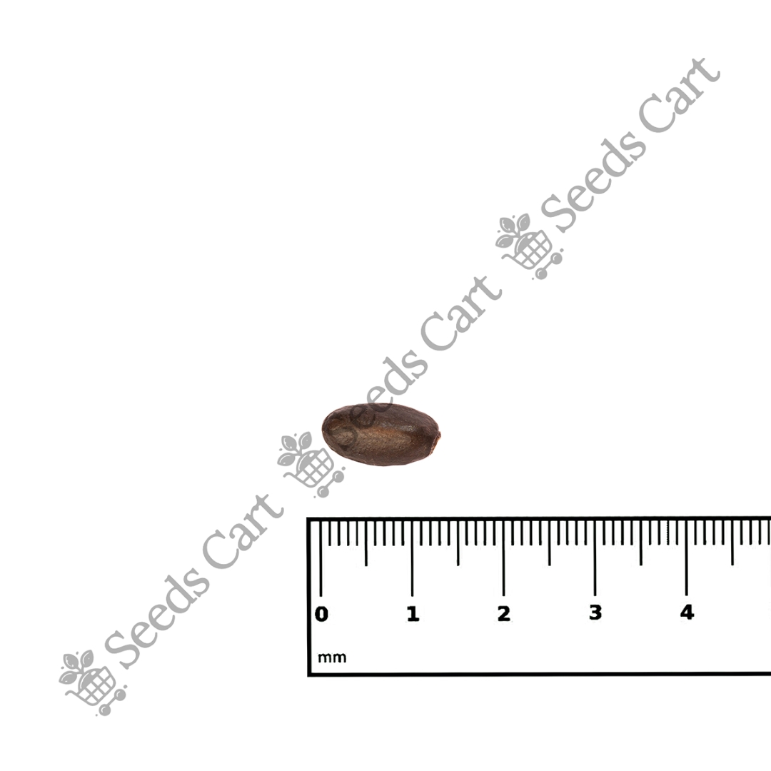 ANNONA_MURICATA_SCALE