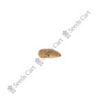 Azadirachta indica-Tree