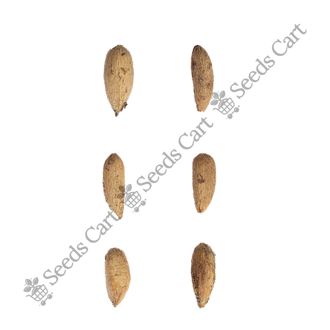 AZADIRACHTA_INDICA_GROUP