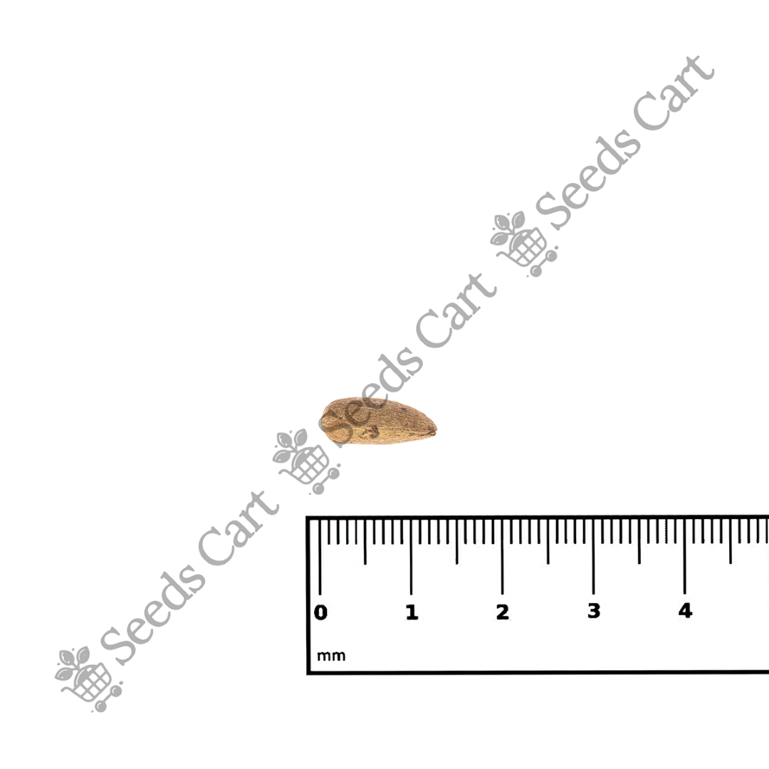 AZADIRACHTA_INDICA_SCALE
