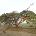 Acacia catechu | Betel-nut palm