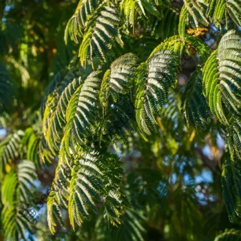 Acacia mearnsii | Black wattle