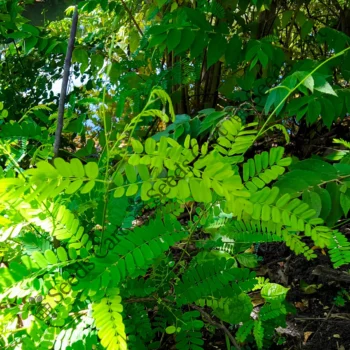 Adenanthera pavonina | Red sandalwood