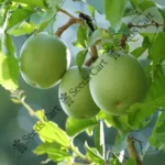 Aegle marmelos-tree