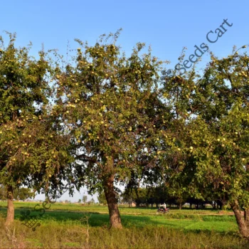 Aegle marmelos | Bel