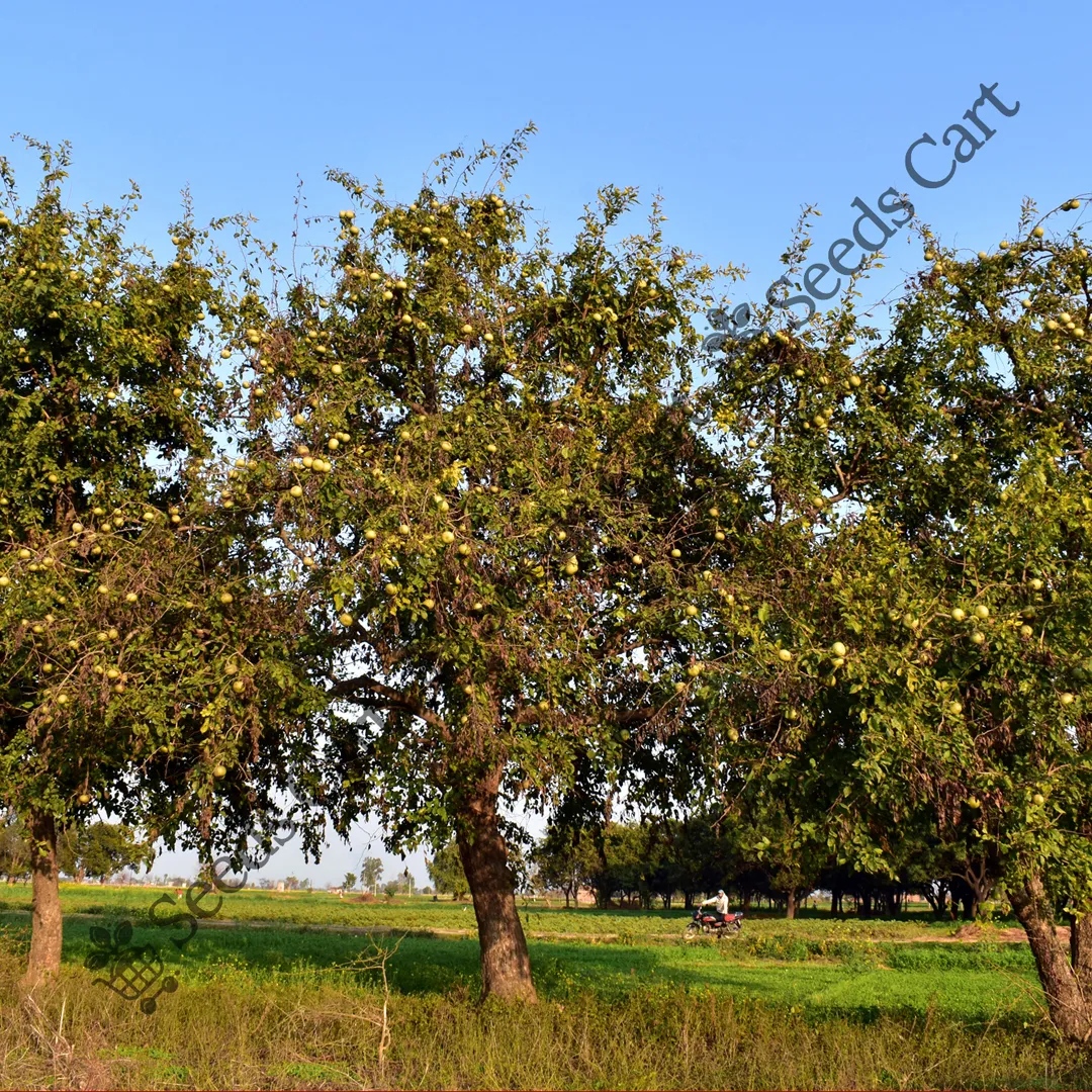 Aegle marmelos-tree