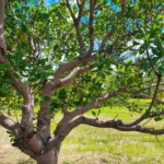 Anacardium occidentale | Cashew nut