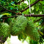 Annona muricata-Tree