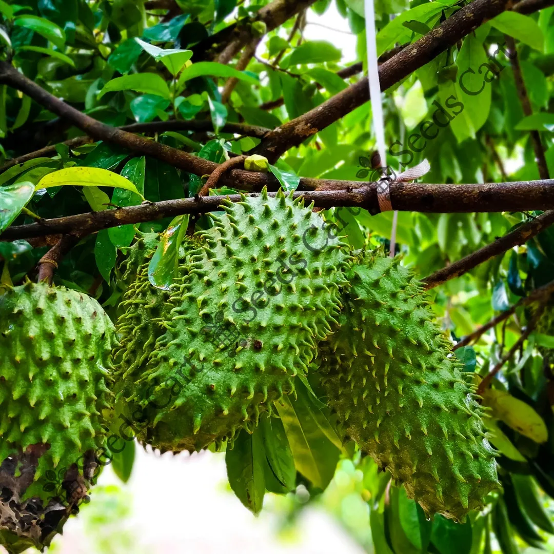 Annona muricata-Fruit