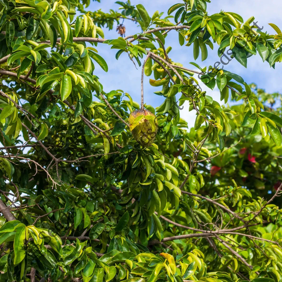 Annona muricata-Tree