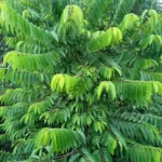 Annona squamosa | Sitha-phal