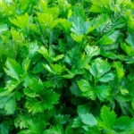 Apium graveolens | Celery