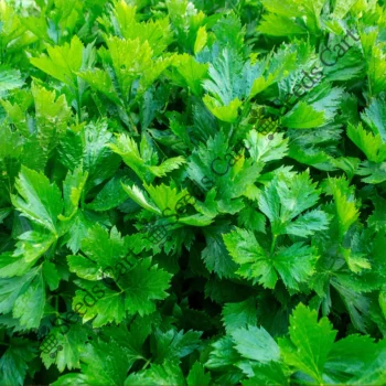 Apium graveolens | Celery