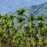 Areca catechu | Betel tree