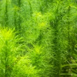 Asparagus racemosus | Shatavari