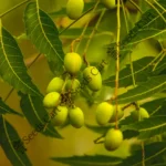 Azadirachta indica-Tree
