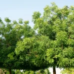Azadirachta indica-Tree