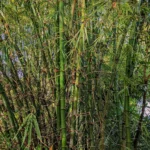 Bambusa arundinacea | Indian thorny bamboo