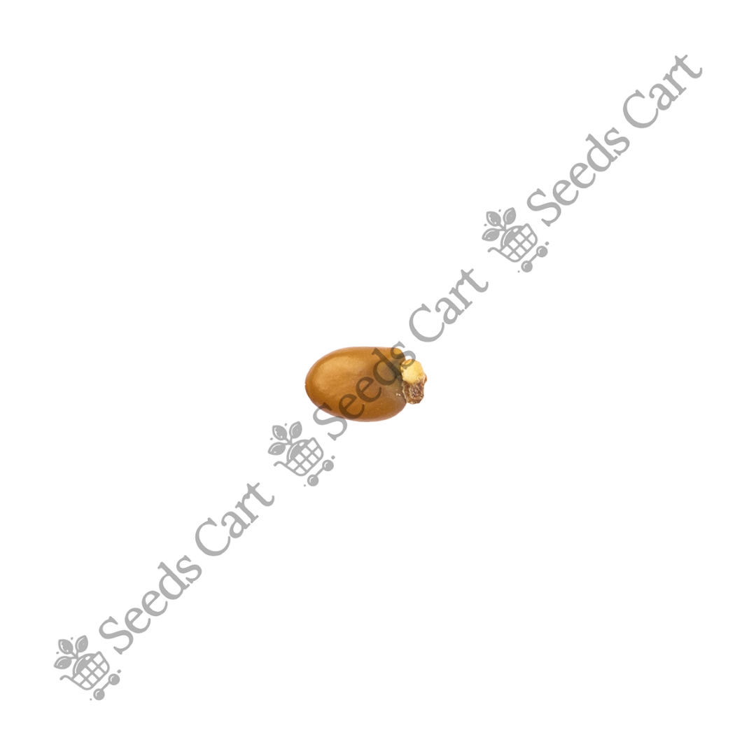 CYTISUS_SCOPARIUS_FINAL