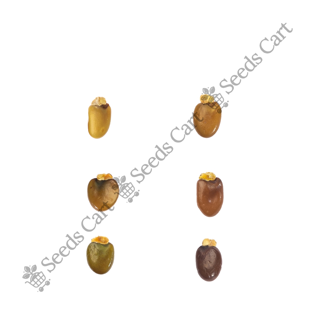 CYTISUS_SCOPARIUS_GROUP