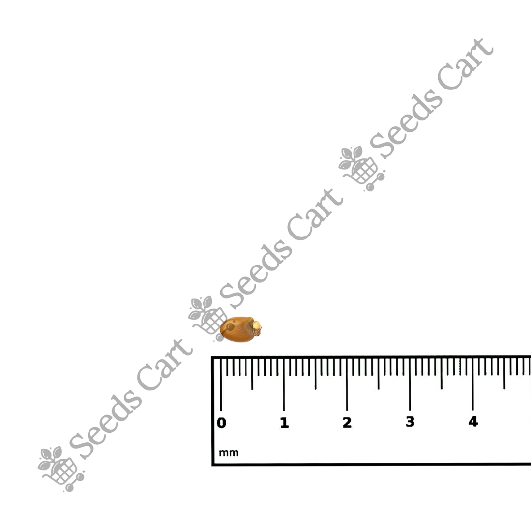 CYTISUS_SCOPARIUS_SCALE