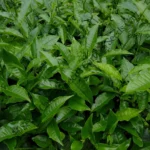 Camellia sinensis-Tree