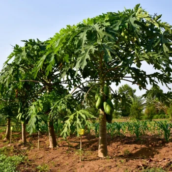 Carica papaya | The papaya