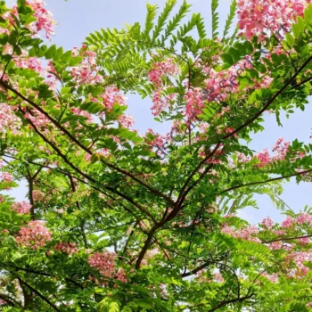 Cassia javanica | Java cassia