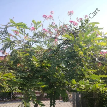 Cassia nodosa | Pink shower