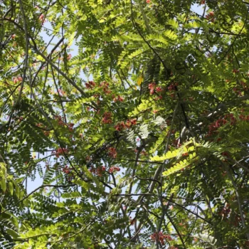 Cassia roxburghii | Marginata