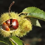 Castanea sativa-tree