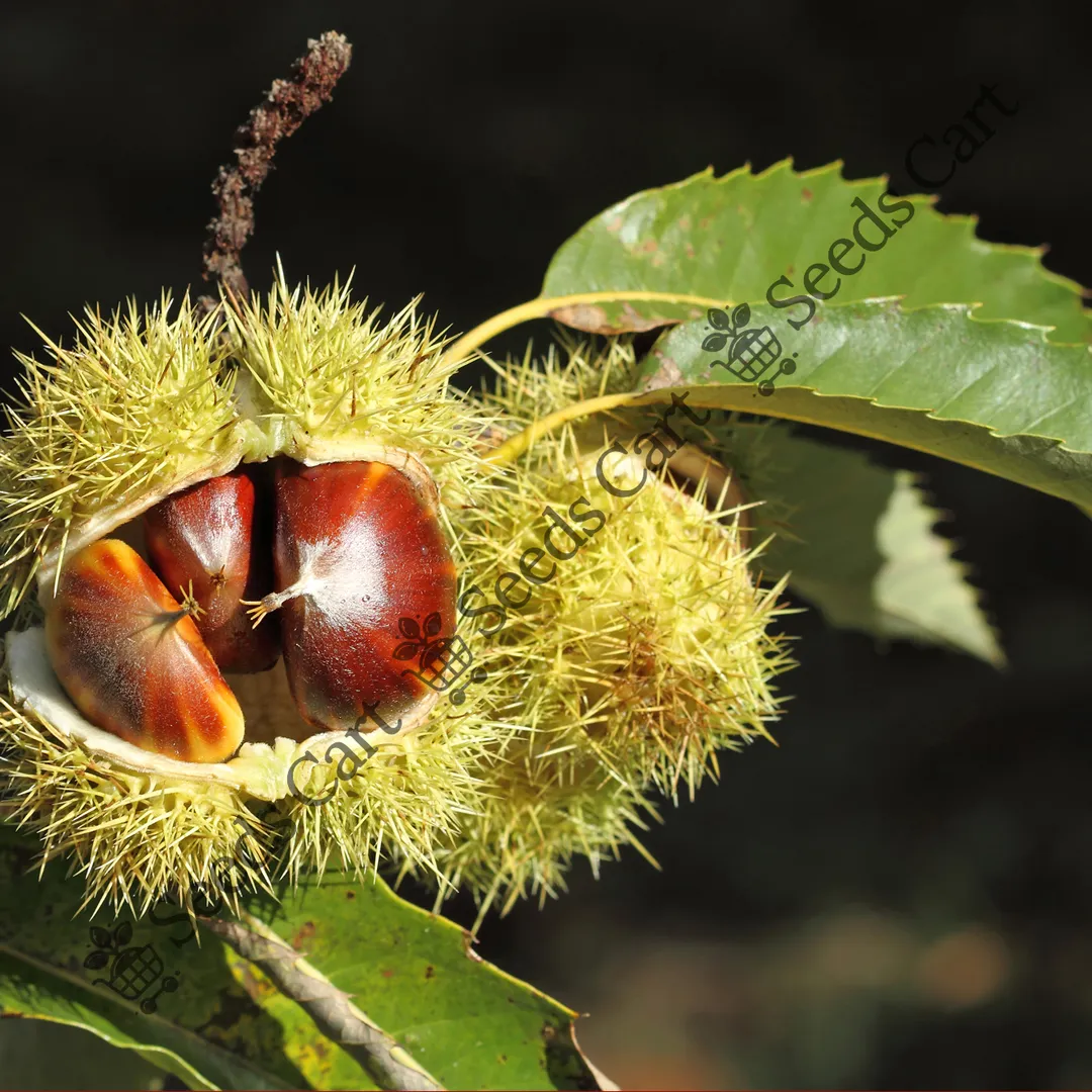 Castanea sativa-flower