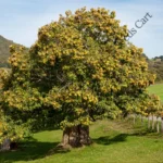 Castanea sativa-tree