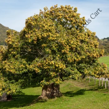 Castanea sativa | Spanish chestnut