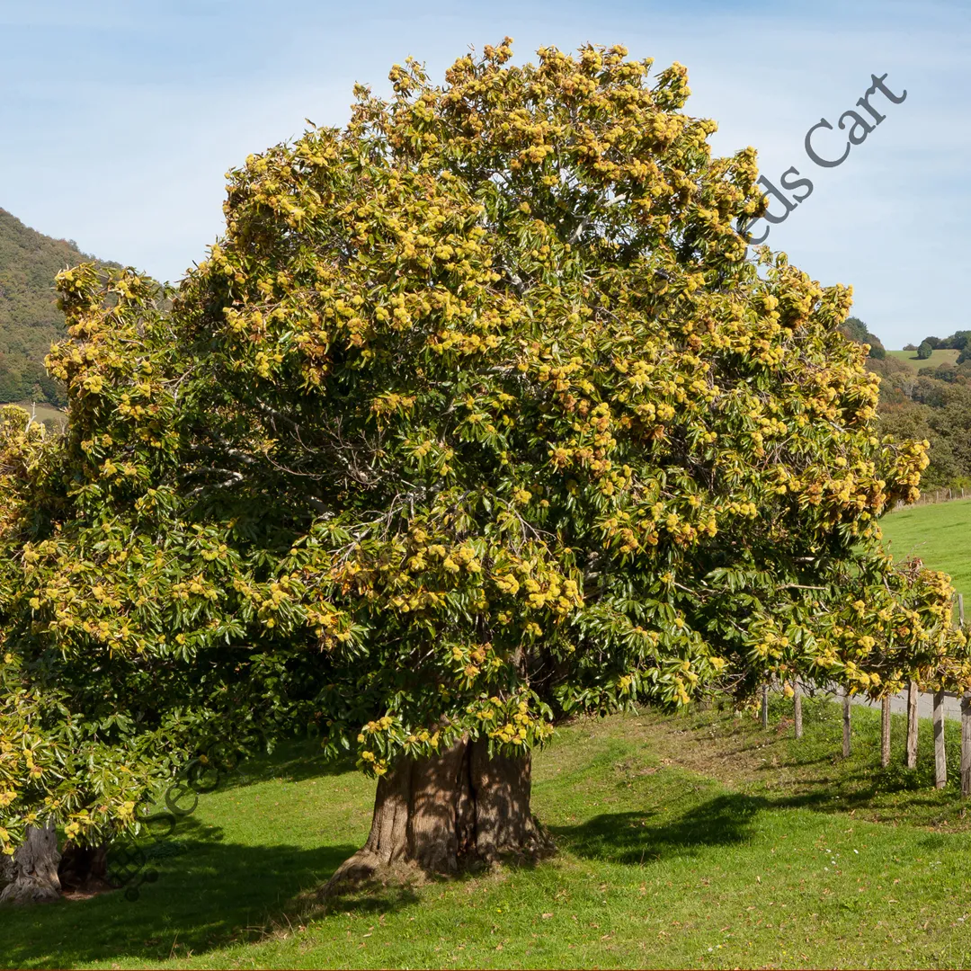Castanea sativa-tree