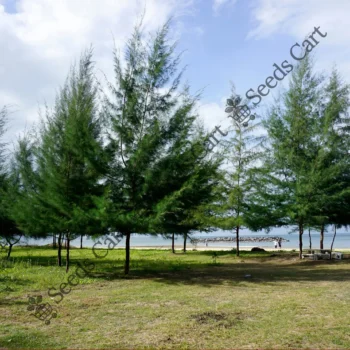 Casuarina equisetifolia | Beach sheoak