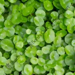 Centella asiatica | Gotu kola