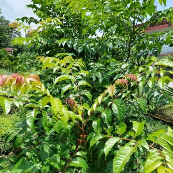 Chukrasia velutina | Indian redwood