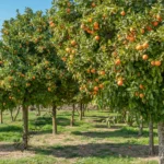 Citrus reticulata | Mandarin