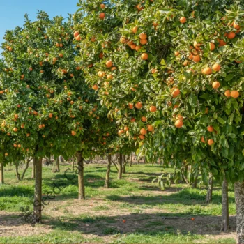 Citrus reticulata | Mandarin