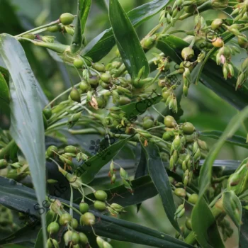Coix lacryma-jobi | Coix Millet