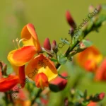 Cytisus scoparius-Tree