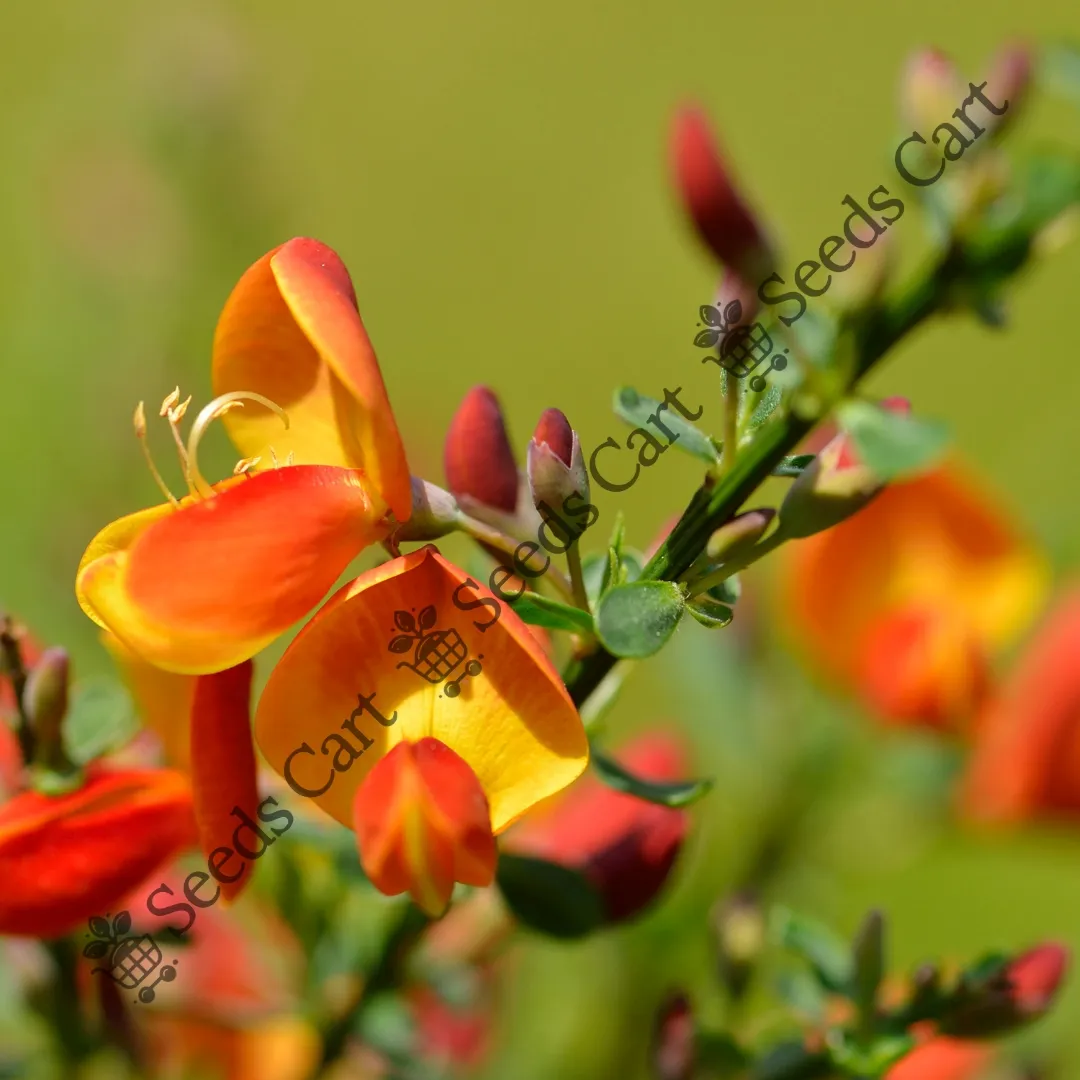 Cytisus scoparius-Flower