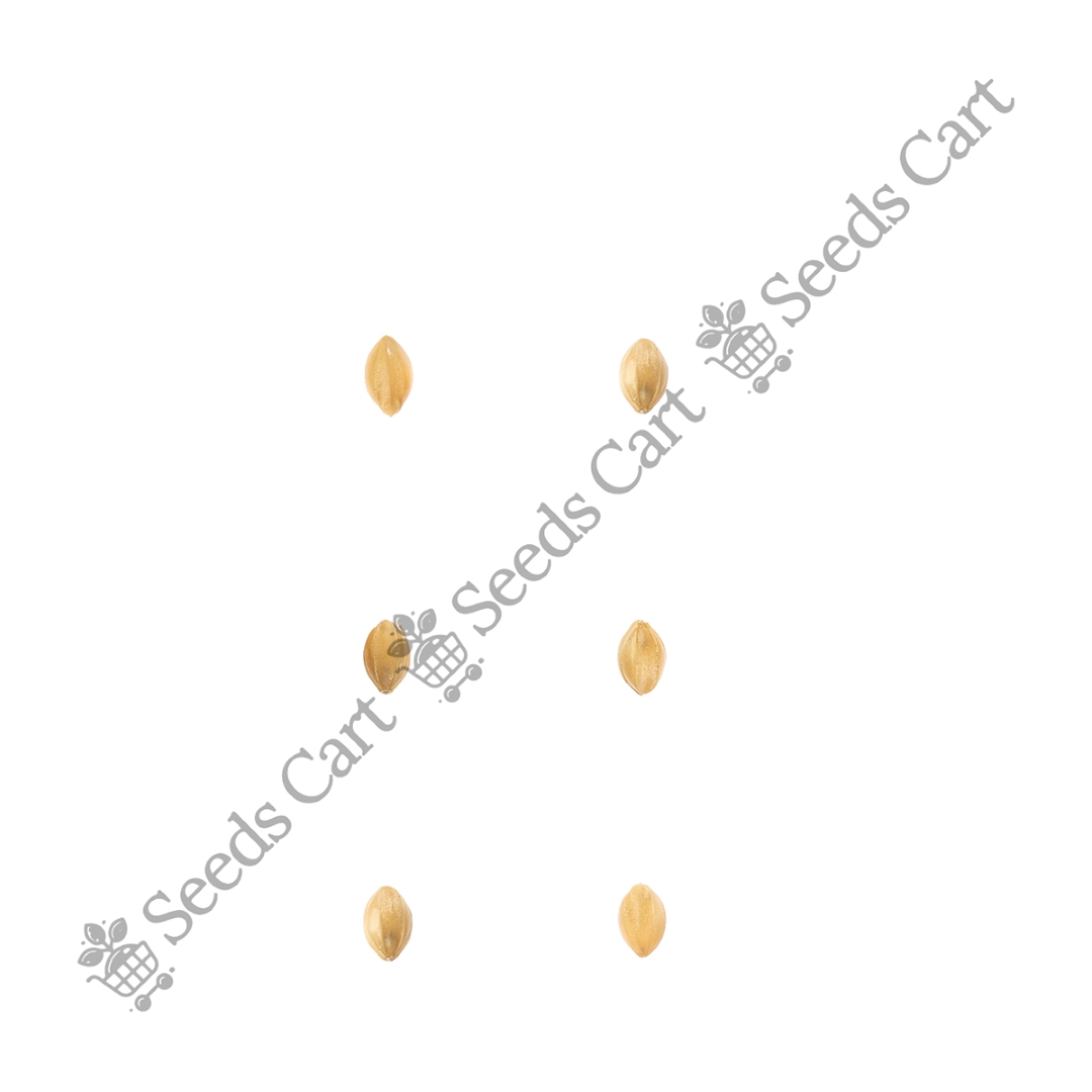 DICHANTHIUM_ANNULATUM_GROUP