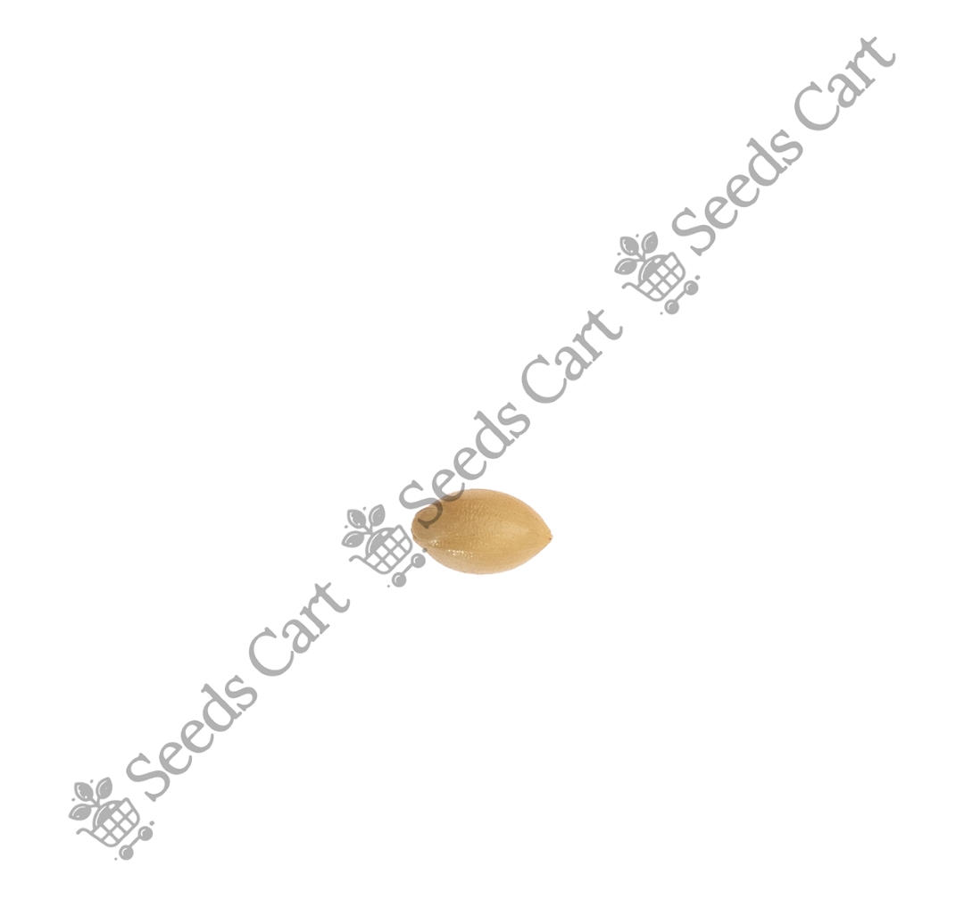 DICHANTHIUM_ANNULATUM_LOGO