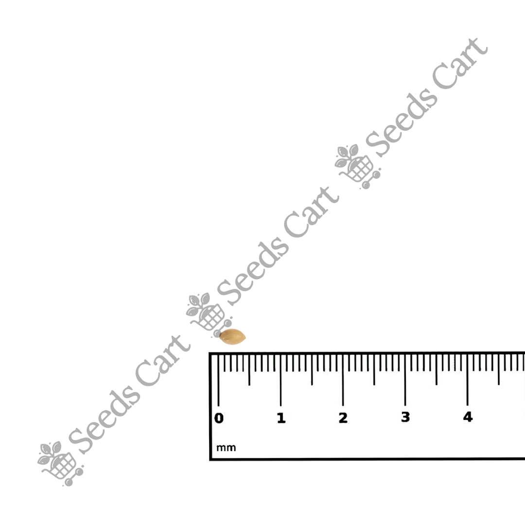 DICHANTHIUM_ANNULATUM_SCALE