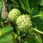 Datura metel-tree